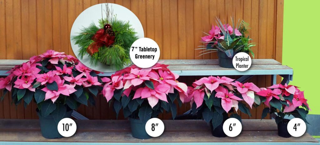 Sizes and colours of different poinsettias