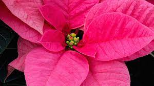 The middle of a red poinsettia