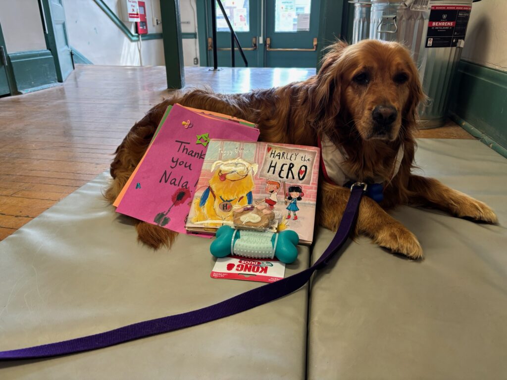A photo of Nala with her gifts